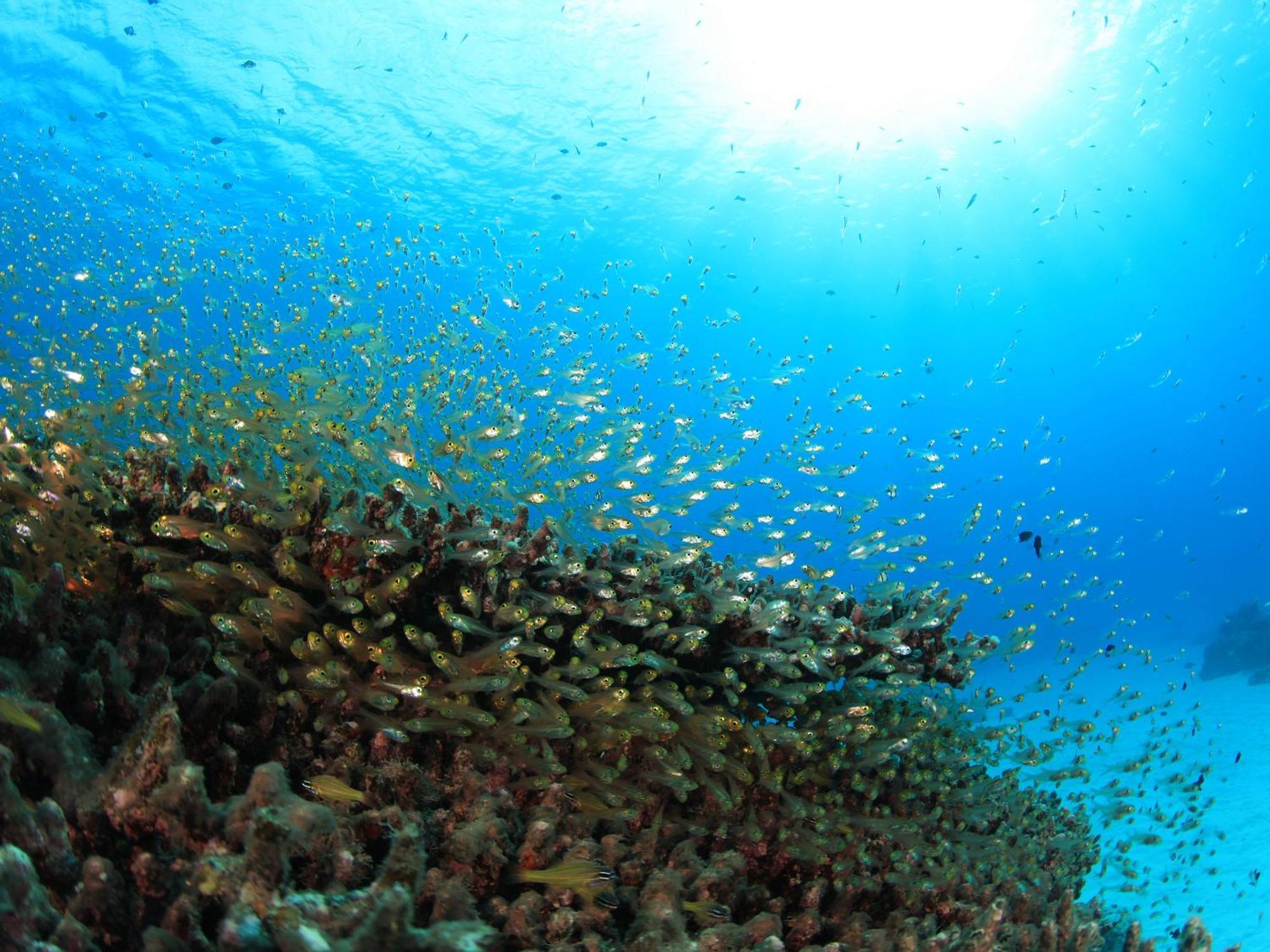 Tokashiku Marine Village Tokashiki Εξωτερικό φωτογραφία